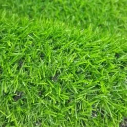 Rumput Sintetis 2 cm