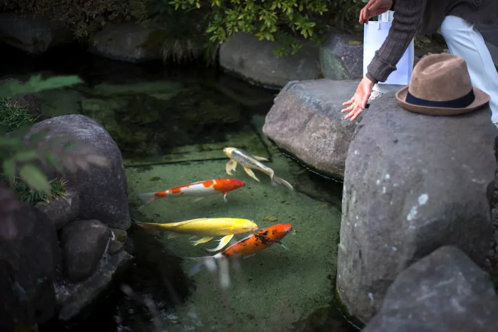 desain kolam ikan minimalis