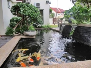 kedalaman kolam ikan koi