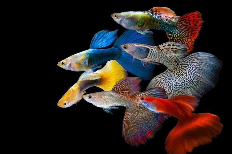 jenis ikan hias air tawar