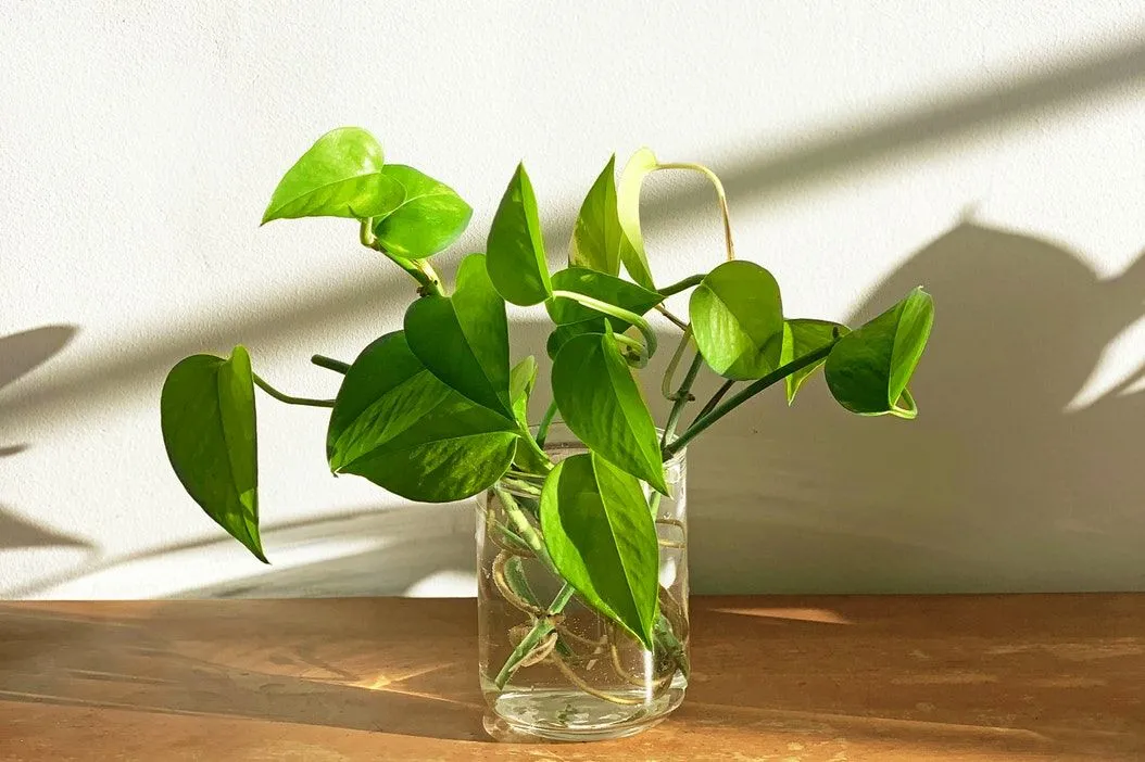 manfaat tanaman sirih gading